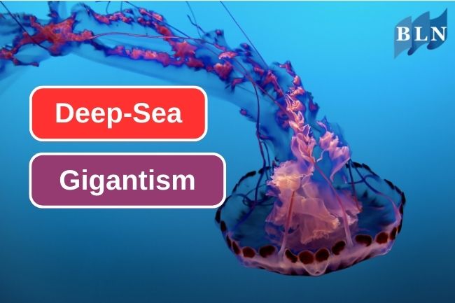 Deep-Sea Gigantism Phenomenon Short Explanation